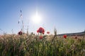 Close-up of poppy field at a sunset with a clear blue sky. spring background. spring time