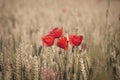 Poppies and whea Royalty Free Stock Photo