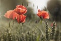 Poppies and whea Royalty Free Stock Photo