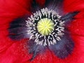 Close-up poppy flower