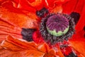 Close up poppy flower