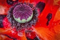 Close up poppy flower