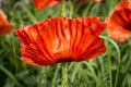 Close up poppy flower