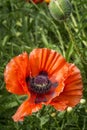 Close up poppy flower