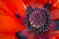 Close up poppy flower