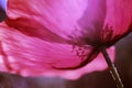 Close-up poppy flower blooming