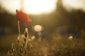 Poppy flower, lit from behind.