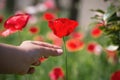 Close up poppy flower in teenage girl hand Royalty Free Stock Photo