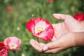 Close up poppy flower in teenage girl hand Royalty Free Stock Photo