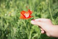 Close up poppy flower in teenage girl hand Royalty Free Stock Photo