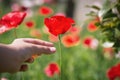 Close up poppy flower in teenage girl hand Royalty Free Stock Photo