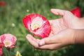 Close up poppy flower in teenage girl hand Royalty Free Stock Photo