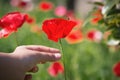 Close up poppy flower in teenage girl hand Royalty Free Stock Photo