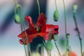 Close up poppy head. red poppy.Red poppy flowers field. Papaver Royalty Free Stock Photo