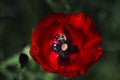 Close up poppy head. red poppy.Red poppy flowers field. Papaver Royalty Free Stock Photo