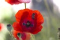 Close up poppy head. red poppy.Red poppy flowers field. Papaver Royalty Free Stock Photo