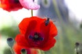 Close up poppy head. red poppy.Red poppy flowers field. Papaver Royalty Free Stock Photo