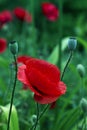 Close up poppy head. red poppy.Red poppy flowers field. Papaver rhoeas Royalty Free Stock Photo