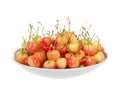 Fresh ripe rainier cherries in white bowl, isolated Royalty Free Stock Photo