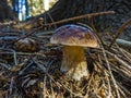 Close-up of a porcine mushroom