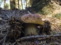 Close-up of a porcine mushroom