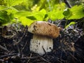 Close-up of a porcine mushroom