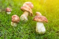 Close-up porcini growing in forest. Cep fungi at green grass glade. Gathering wild edible mushrooms concept. Bright sunny day with Royalty Free Stock Photo