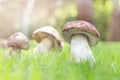 Close-up porcini growing in forest. Cep fungi at green grass glade. Gathering wild edible mushrooms concept. Bright sunny day with Royalty Free Stock Photo