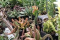 Close up of Porcupine huernia hystrix and other succulent plants