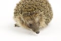 Close up of a porcupine isolated on white