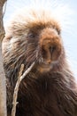 Close-up of porcupine with yellow teeth Royalty Free Stock Photo