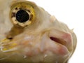 Close-up of Porcupinefish or Balloonfish, Diodon holocanthus Royalty Free Stock Photo