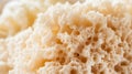 Close-Up of a Porous Beige Sponge Surface Royalty Free Stock Photo
