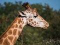 Close-up of a giraffe from the neck up Royalty Free Stock Photo