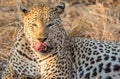 Close up portait of male leopard, Panthera parsus, licking his lips while lying in tall grass Royalty Free Stock Photo