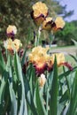 Tall bearded iris, Explicit, in sunny landscape