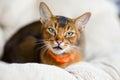 Close-up portrait of an abyssinian cat in a calm state