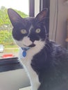 Close-up portrait of adorable black and white mongrel cat. Royalty Free Stock Photo