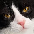 Close Up Portrait Of An Adorable Black And White Young Cat With Beautiful, Moist With Tears, Dark Amber Eyes