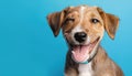 Close-up portrait of an adorable dog, isolated on a blue background with large copy space. Smiling dog winking an eye with happy