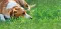 Close-up portrait of adorable domestic dog on the green lawn outdoors Royalty Free Stock Photo