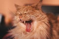 Close-up Portrait of Adorable Ginger Maine Coon Cat Curious Looking in Camera  on Black Background, Front view Royalty Free Stock Photo