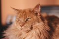 Close-up Portrait of Adorable Ginger Maine Coon Cat Curious Looking in Camera  on Black Background, Front view Royalty Free Stock Photo