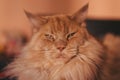 Close-up Portrait of Adorable Ginger Maine Coon Cat Curious Looking in Camera  on Black Background, Front view Royalty Free Stock Photo