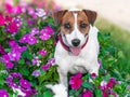 Close-up portrait of adorable happy smiling small white and brown dog jack russel terrier standing in flowering petunia flower bed Royalty Free Stock Photo