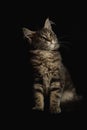 Close-up Portrait of Adorable Maine Coon Cat Stare up  on Black Background, Front view Royalty Free Stock Photo