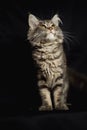 Close-up Portrait of Adorable Maine Coon Cat Stare up Isolated on Black Background, Front view Royalty Free Stock Photo