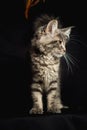 Close-up Portrait of Adorable Maine Coon Cat Stare up Isolated on Black Background, Front view Royalty Free Stock Photo