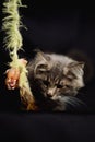 Close-up Portrait of Adorable Maine Coon Cat Stare up Isolated on Black Background, Front view Royalty Free Stock Photo