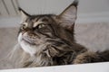 Close-up portrait of an adorable Maine Coon looking up, front view. Portrait of a beautiful domestic striped Maine Coon cat Royalty Free Stock Photo